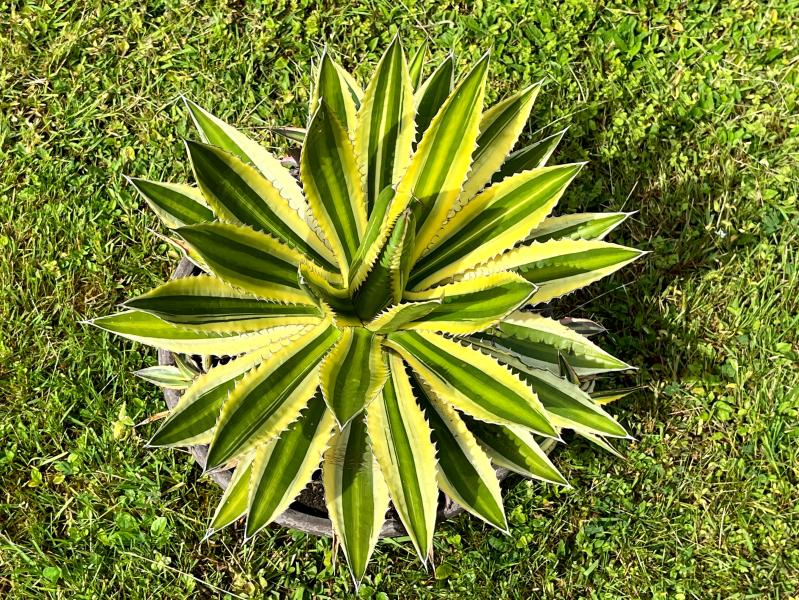 Mother plant